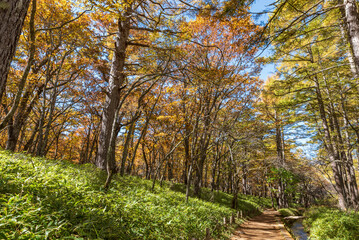 Obraz premium 秋の奥日光の戦場ヶ原へ続く道