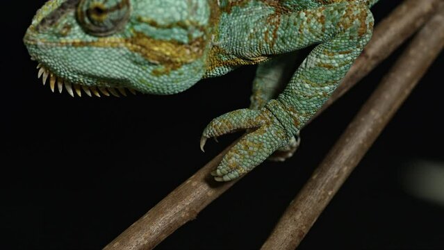 Close up of chameleon moving his eyes