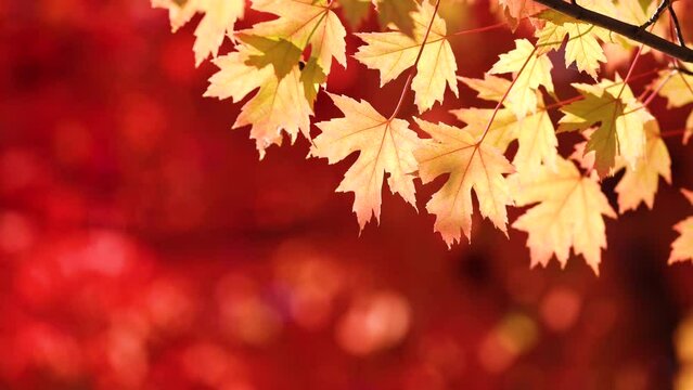 Leaves turn red on the trees in autumn