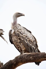 Vulture 