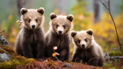 Foto op Plexiglas Group of baby brown bears in the wild © Veniamin Kraskov