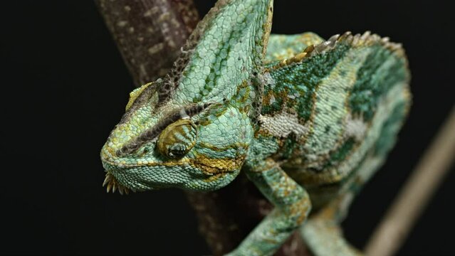 View of chameleon from above