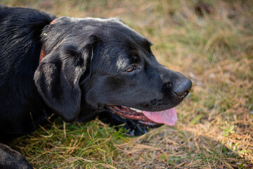 Portrait of a black Labrador dog lying on the grass against the backdrop of the park.