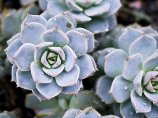 Macro succulent Cactus plant ,Echeveria elegans ,Rose Cabbage ,thick-leaved rosettes ,Echeveria Apus ,Shaped rose petals ,family Crassulaceae flowering plant ,hen and chicks ,Echevelia gibbiflora 