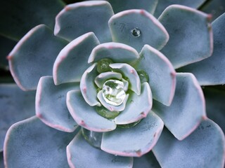 Macro succulent Cactus plant ,Echeveria elegans ,Rose Cabbage ,thick-leaved rosettes ,Echeveria...
