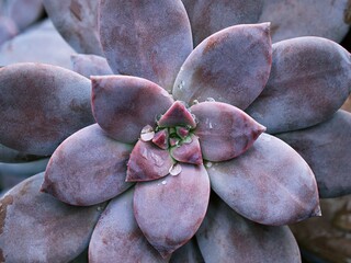 Closeup succulent plants Graptopetalum paraguayense Mother of pearl plant or Purple Ghost plant,...