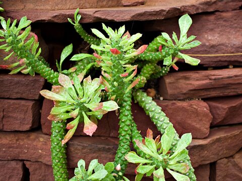 Aporocactus Flagelliformis lem ,Rat tail cactus plant ,cactaceae rattail cactus ,Disocactus flagelliformis cereus ,succulent plants ,pink leaves ,greenery ,green tones ,evergreen ,macro image