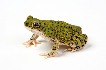 North American green toad // Grüne Zwergkröte  (Anaxyrus debilis / Bufo debilis)