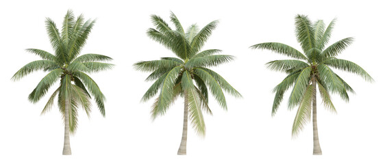 Cocos nucifera palm tree on transparent background, coconut plant, tropical garden, 3d render illustration. - obrazy, fototapety, plakaty