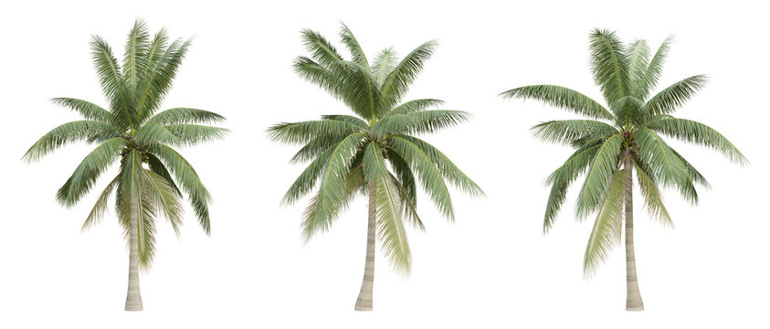 Cocos nucifera palm tree on transparent background, coconut plant, tropical garden, 3d render illustration.