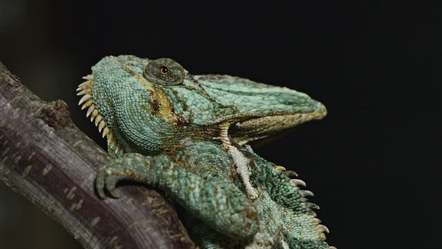 Chameleon sitting on a thick stick