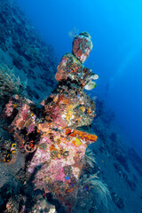 Underwater Statue Tulamben © Marisa Denton