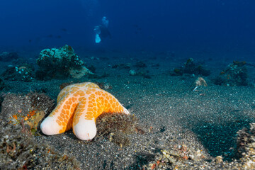 Granular Seastar - Choriaster granulatus