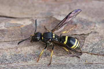 Closeup on a yellow and black female potter wasp, Ancistrocerus , sitting on wood