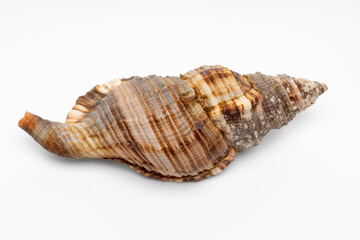 shell on a white