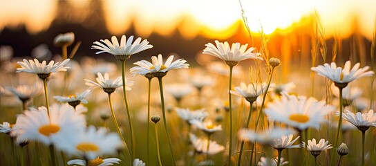 The landscape of white daisy blooms in a field with the focus.