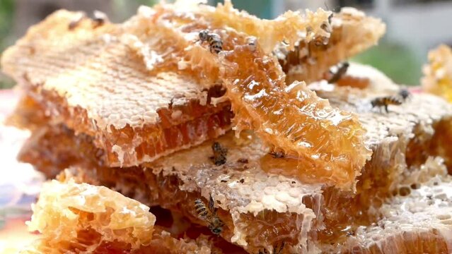 Raw close up honeycomb with the bees