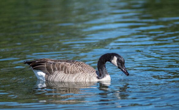 Isolated close up high resolution image of a single adult goose in the lake at the botanic gardens of Chicago