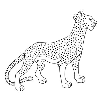 cheetah line vector illustration