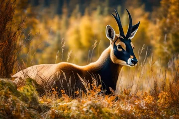 Fotobehang deer in the forest © qaiser