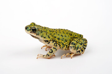 North American green toad // Grüne Zwergkröte  (Anaxyrus debilis / Bufo debilis) - USA