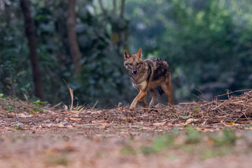 Asiatic Golden Jackal / Reed Wolf 