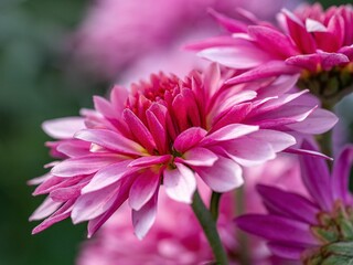 Obraz premium Stunning close-up of a vibrant aster with pink petals basking in the warm sunlight
