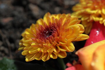 Closeup of chrysanthemum flower. Yellow chrysanthemum closeup macro photo
