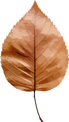 Alder leaf clip art