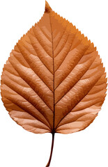 Alder leaf clip art