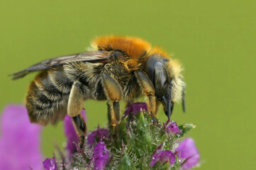 Closeup on a female of the rare byssal resin-leafcutter, Trachusa byssina sitting on a purple flower