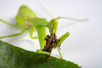 mantis eating grasshopper close up at horizontal composition