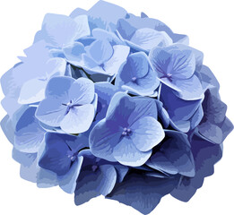 Blue hydrangea clip art