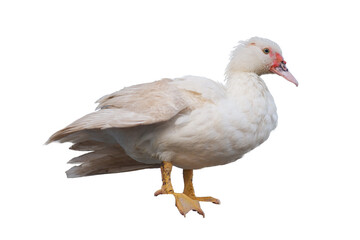 White duck in Indonesia is called mento isolated on white background
