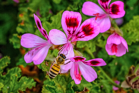 Pelargonium graveolens plant also known as Rose geranium with pink flowers and honey bee on it