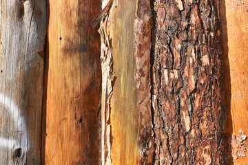 Wooden background texture, bark of a pine tree close-up