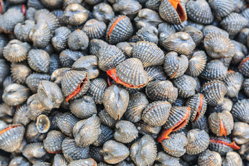 Palourde clams in a market in Bangkok, Thailand