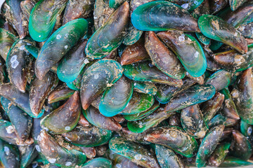 Palourde clams in a market in Bangkok, Thailand