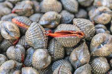 Palourde clams in a market in Bangkok, Thailand