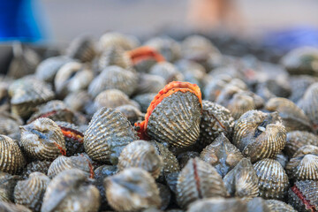Palourde clams in a market in Bangkok, Thailand