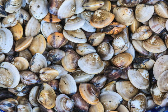 Palourde clams in a market in Bangkok, Thailand