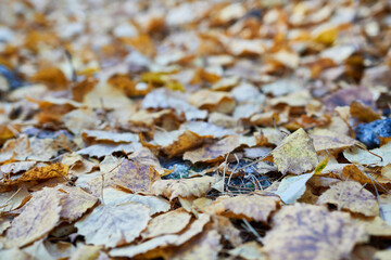 Autumn leaves on the ground in the forest. Selective focus.