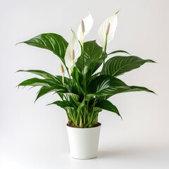 Peace Lily on a plain white background.