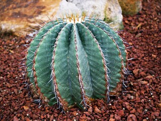 Cactus Ferocactus Glaucescens ,Glaucous Barrel cactus ,Ferokaktus sinewy ,Blue barrel cactus in family Cactaceae ,Biznaga Barril Azul ,Caryophyllales and is endemic to east-central Mexico
