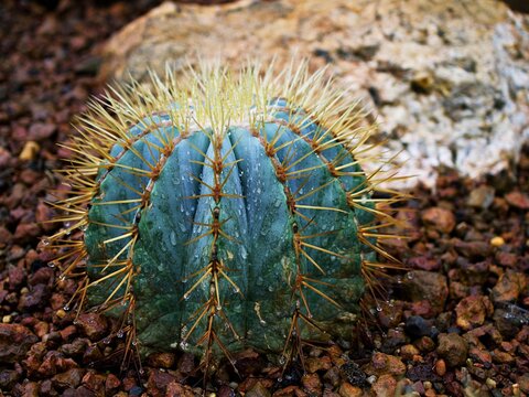 Cactus Ferocactus Glaucescens ,Glaucous Barrel cactus ,Ferokaktus sinewy ,Blue barrel cactus in family Cactaceae ,Biznaga Barril Azul ,Caryophyllales and is endemic to east-central Mexico