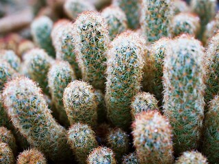 Macro cactus Mammillaria elongata rubra copper King ,Gold lace Cactus golden stars ,lady fingers desert plants with soft selective focus background ,a small clustering cactus native to central Mexico 