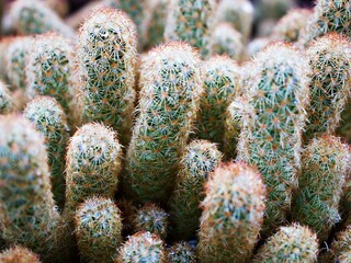 Macro cactus Mammillaria elongata rubra copper King ,Gold lace Cactus golden stars ,lady fingers desert plants with soft selective focus background ,a small clustering cactus native to central Mexico 