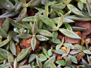 Succulent plant Lenophyllum texanum ,Crassulaceae 
