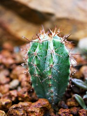 Closeup cactus Polaskia chichipe plants ,Rol-Goss Backeb Chichipe ,Cereus chichipe ,Cereus mixtecensis ,Lemaireocereus ,Myrtillocactus ,Cactaceae ,Cactoideae 