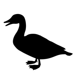 black duck isolated on white
